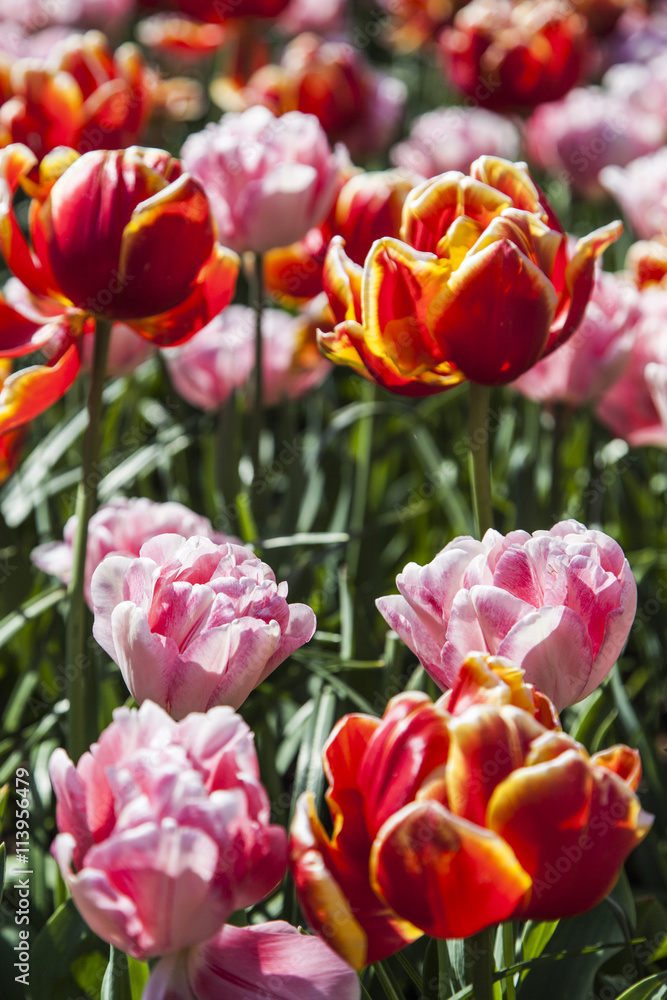 Obraz premium field of tulips