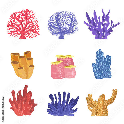 Different Types Of Tropical Reef Coral Collection