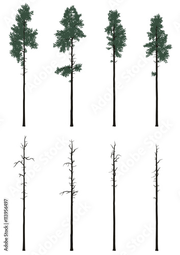 pinetrees set in flat colors photo