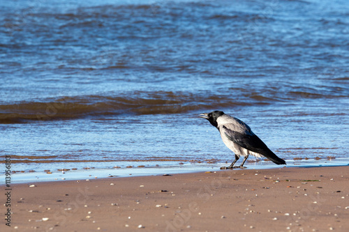 Crow croaks on the beach photo