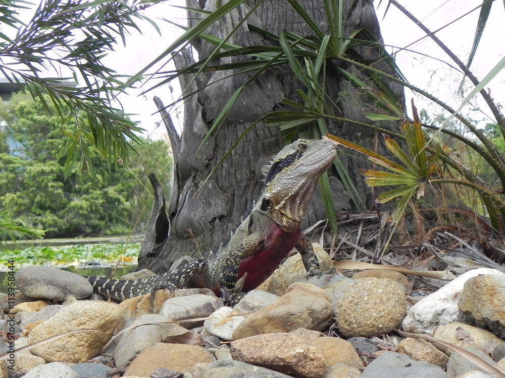 Obraz premium Dragon Lizard