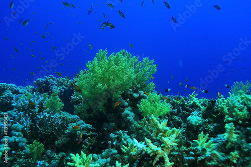 Fototapeta Naklejka Na Ścianę i Meble -  small coral fish underwater