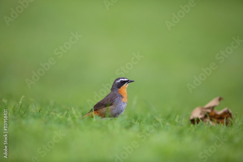 Cape robin-chat (Cossypha caffra) in Volcano National Park,Rwanda © feathercollector