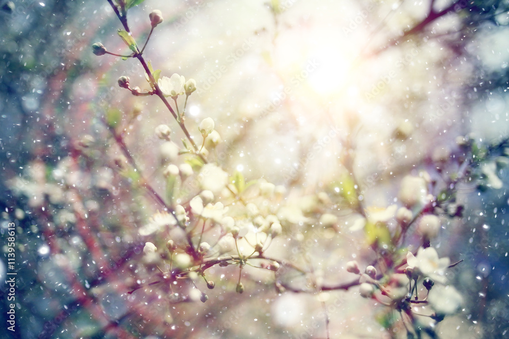 cherry blossoms spring background