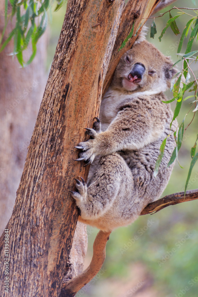 Obraz premium Koala in Tree