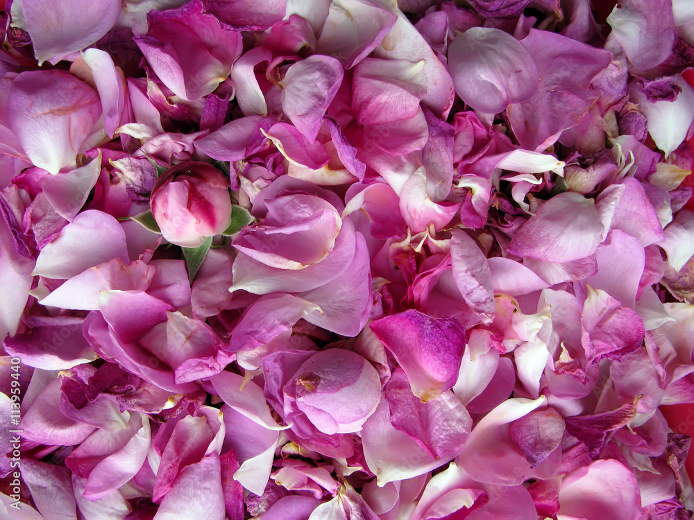 Damask rose petals Damask rose petals
