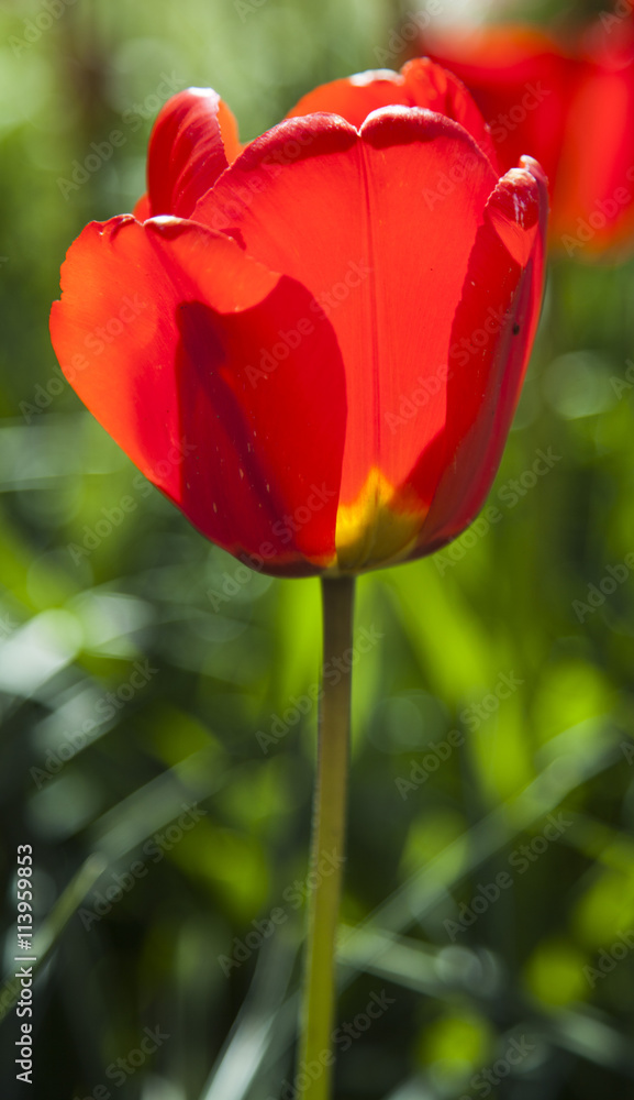 Naklejka premium field of tulips