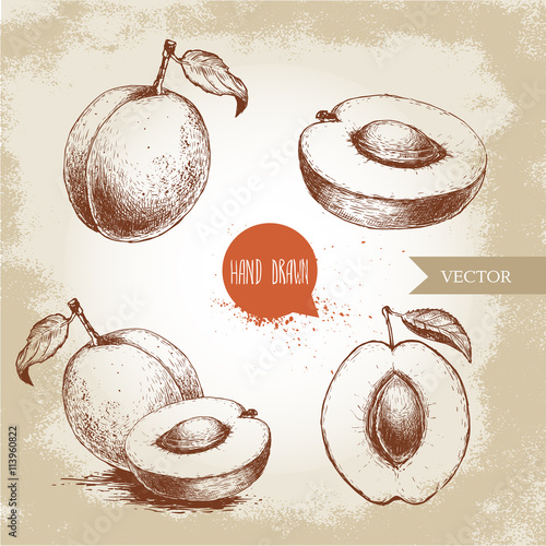 Hand drawn ripe apricots set isolated on vintage background. Retro sketch style vector eco food illustration.