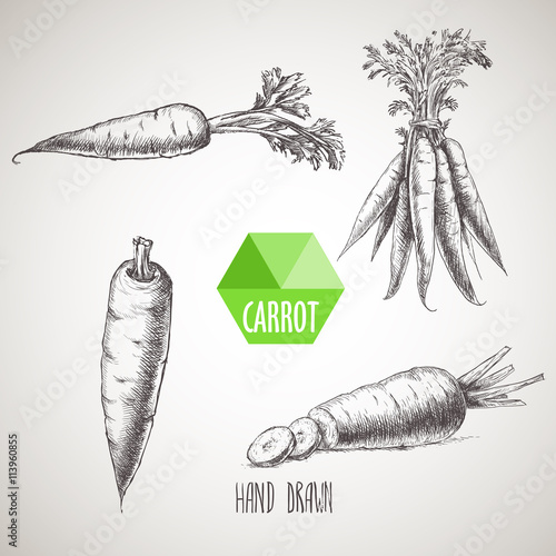 Hand drawn carrot set. Organic eco vegetable food background.Vector sketch style illustration.