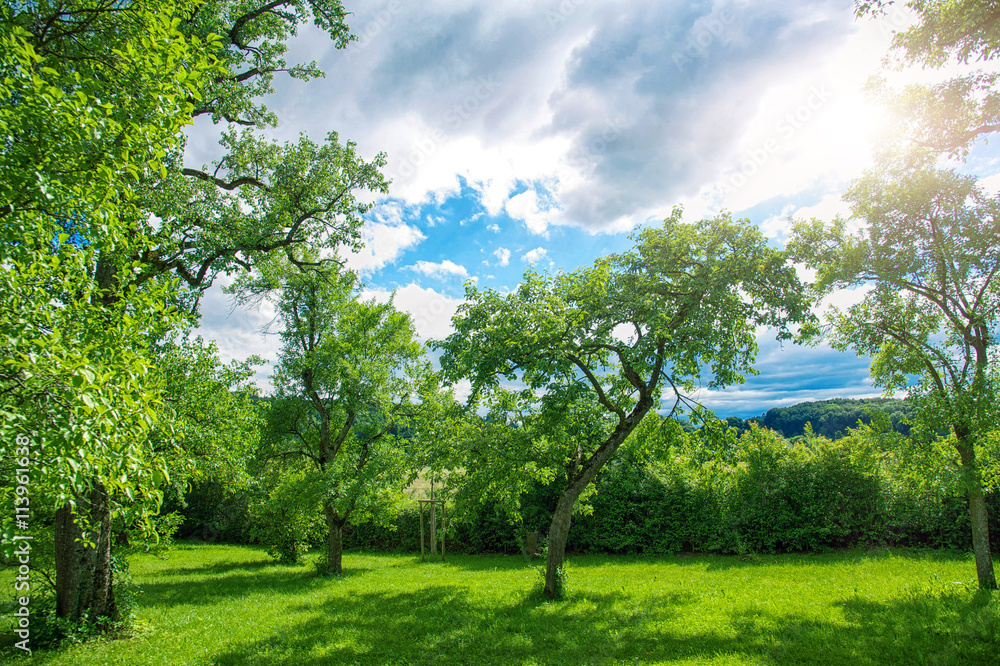 Fototapeta premium Schöner Obstgarten mit Himmel und Sonne