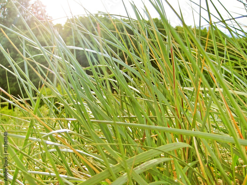 sunshine through grass