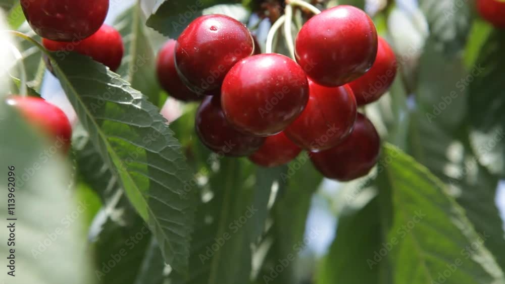 ripe cherries on a branch of a cherry tree ripe cherries on a branch of a cherry tree