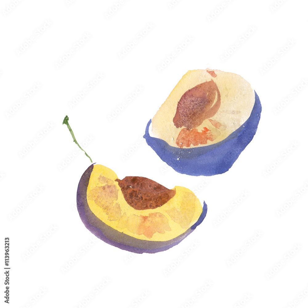 Plum, damson, prune were created with watercolor paint, high-quality paper textures. You may use it for creation a pack, label, illustrations of seasonal festival, flyer, poster, background, card. Plum, damson, prune were created with watercolor paint, high-quality paper textures. You may use it for creation a pack, label, illustrations of seasonal festival, flyer, poster, background, card.