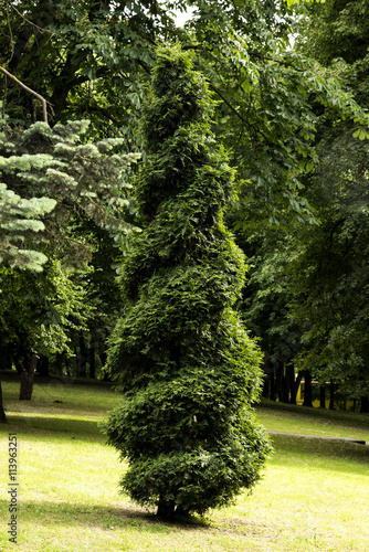 Cut tree of a thuja in the park