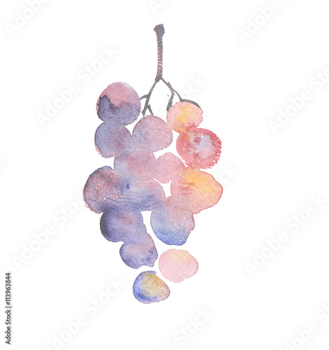 Fototapet rosy grape watercolor sketch. hand drawn wine bunch of grapes