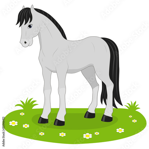gray stallion