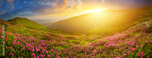 Photography Rhododendron flowers in summer mountains