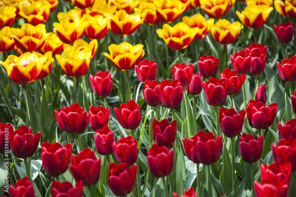 field of tulips field of tulips