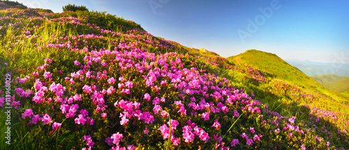 Rhododendron flowers in summer mountains