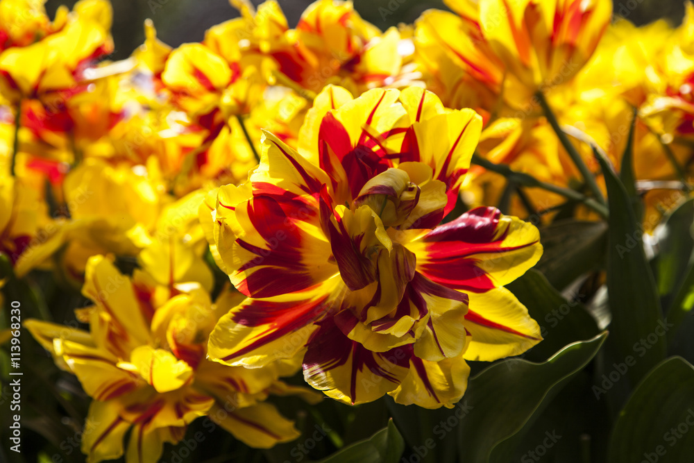 Fototapeta premium field of tulips