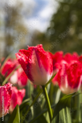 field of tulips