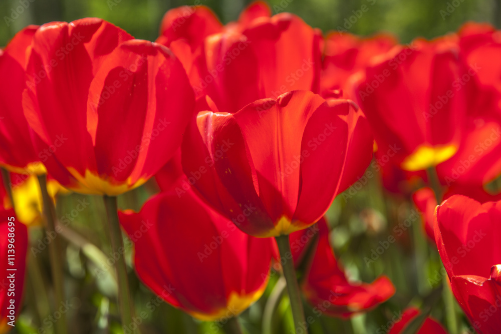 field of tulips