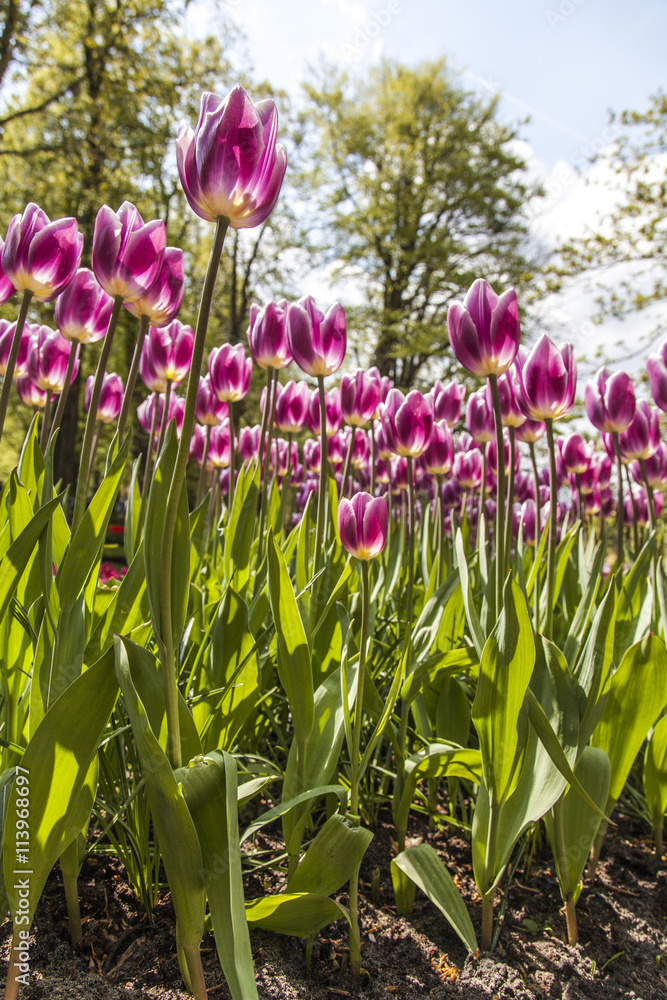 Fototapeta premium field of tulips