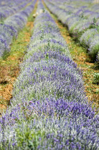 lavandes en provence