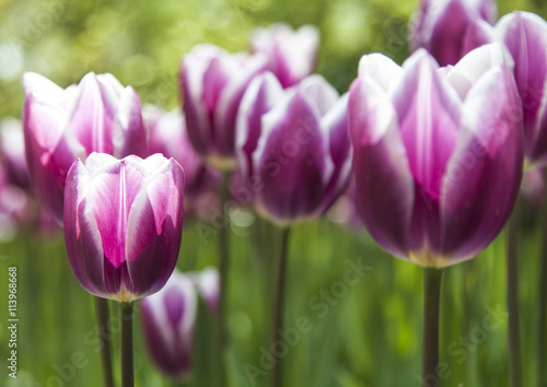 field of tulips
