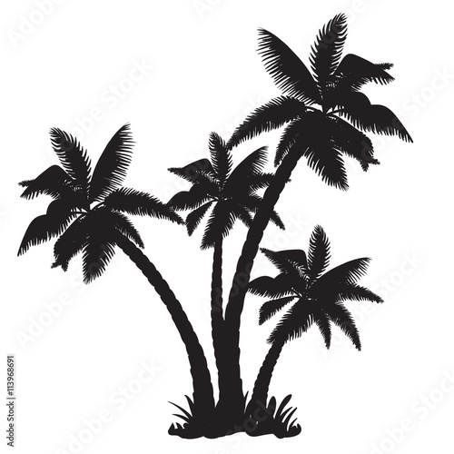 Silhouettes of the coconut trees