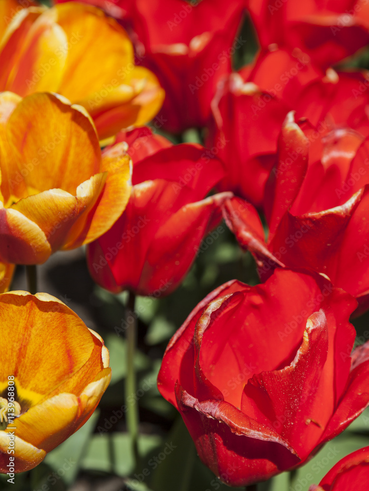field of tulips field of tulips