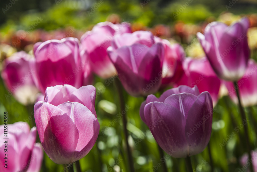 fields of tulips fields of tulips