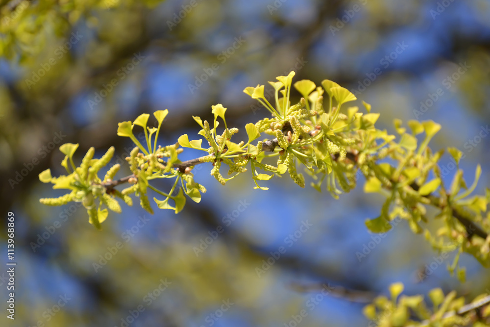 Branch of the blossoming ginkgo two-bladed (Ginkgo biloba L.) ag Branch of the blossoming ginkgo two-bladed (Ginkgo biloba L.) ag