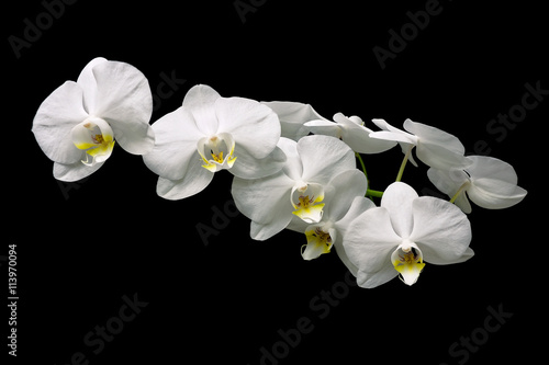 beautiful white orchid branch over black background