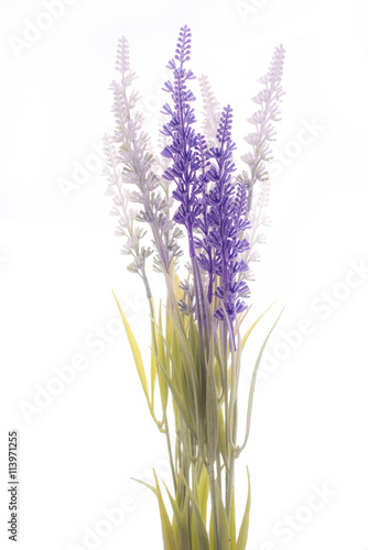 fake lavender on isolated  