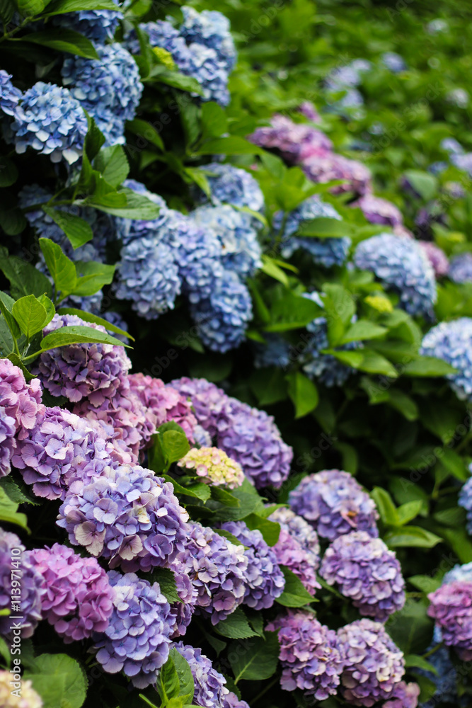 紫陽花-鎌倉 明月院-