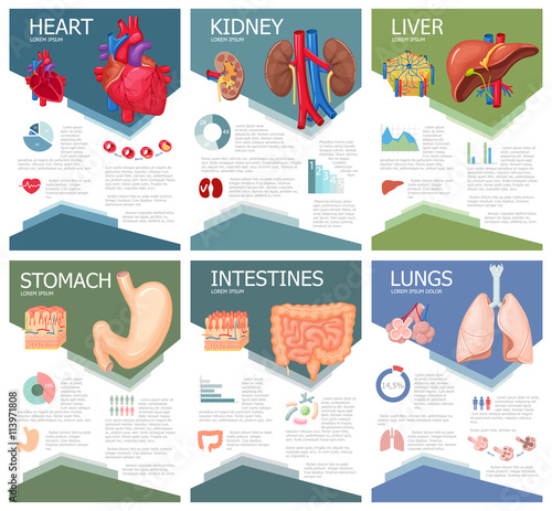 Human organ anatomy