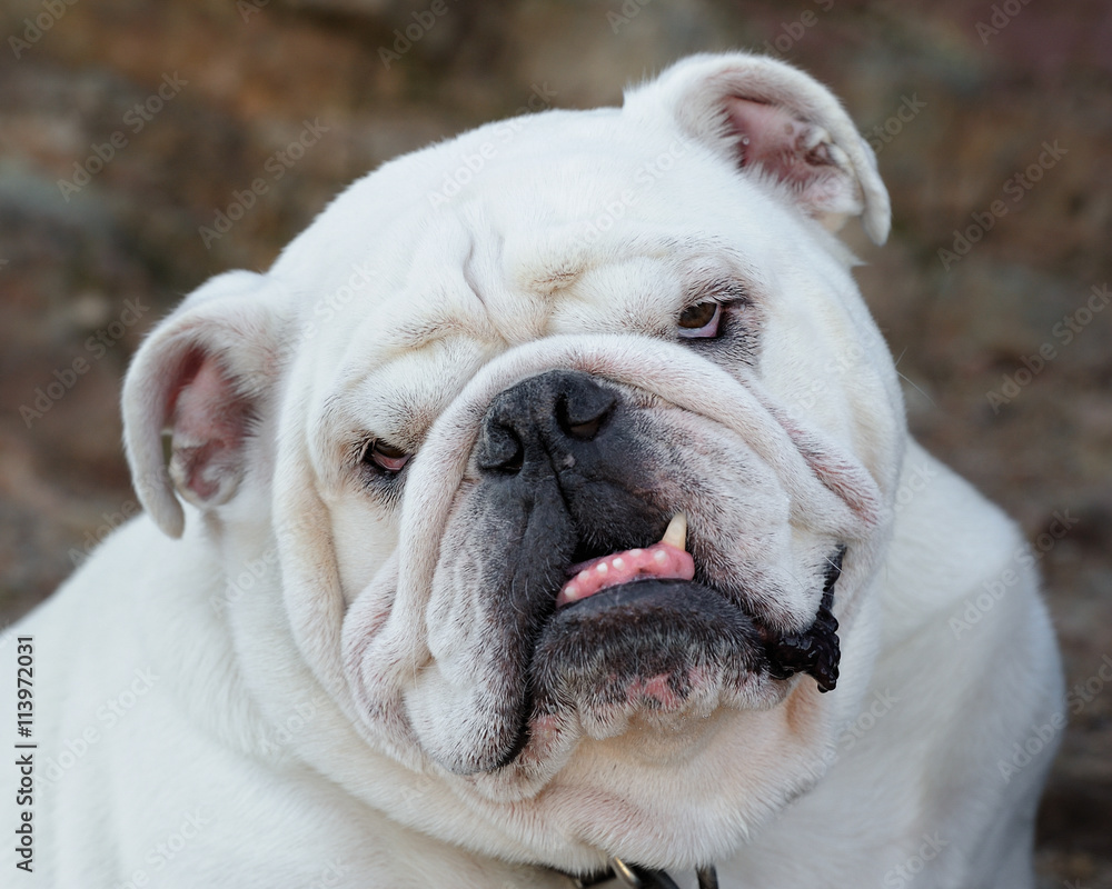 Bulldog closeup portrait
