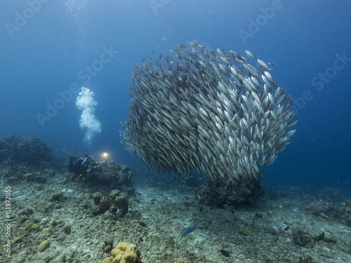 Unterwasser - Riff - Fisch - Fischschwarm - Taucher - Tauchen - Curacao - Karibik 