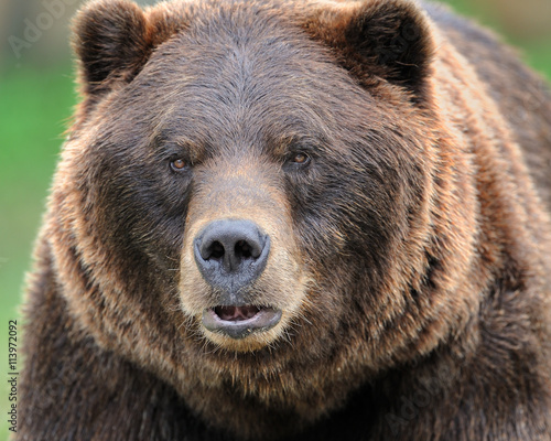 Alaskan brown bear (grizzly)
