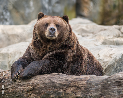 Male Alaskan Brown Bear resting on log