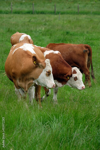 Kühe uf derWeide © Otto Durst