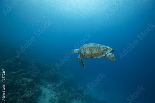 Unterwasser - Riff - Schildkröte - Tauchen - Curacao - Karibik 