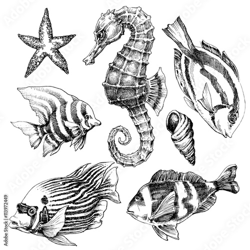 Fish, sea horse, marine life hand drawn set. Sea life vector ske