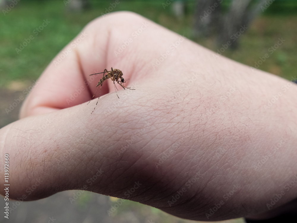Obraz premium Комар сидит на руке и пьёт кровь