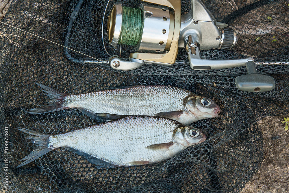 Several silver bream or white bream fish on the fishing net. Cat Several silver bream or white bream fish on the fishing net. Cat