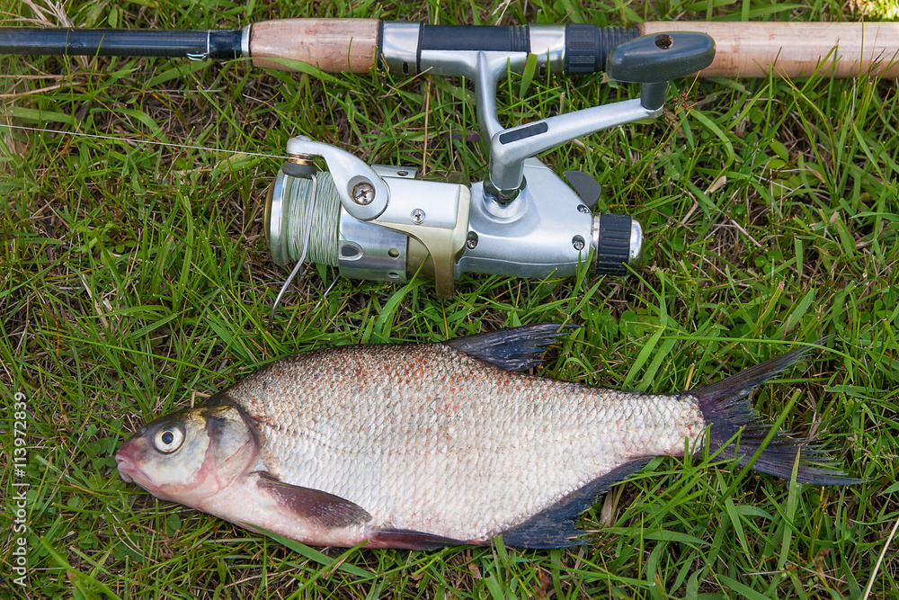 Common bream fish on green grass. Catching freshwater fish and f Common bream fish on green grass. Catching freshwater fish and f