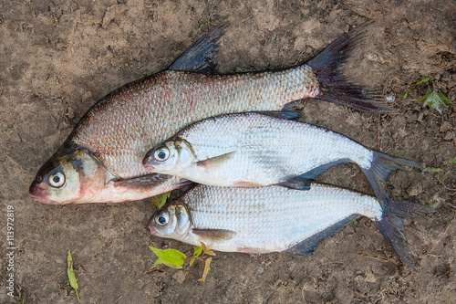 Several common bream fish and silver bream or white bream fish o © kostik2photo