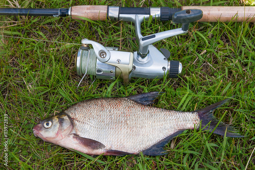 Common bream fish on green grass. Catching freshwater fish and f