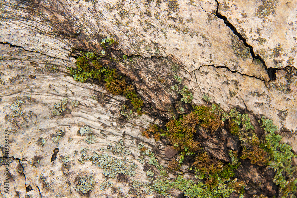 Bark with moss and fungus as background texture Bark with moss and fungus as background texture